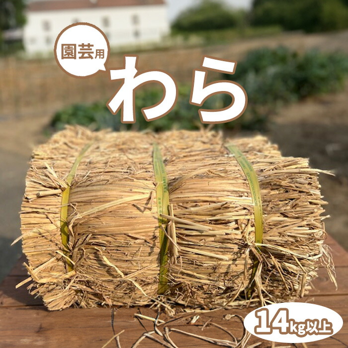 稲藁　稲穂 4-1》稲藁（稲わら）10束の通販 by TAKじい's shop｜ラクマ