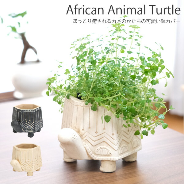 楽天市場】【新商品】CN20 シャンタルタートル 亀 カメ 鉢 鉢カバー