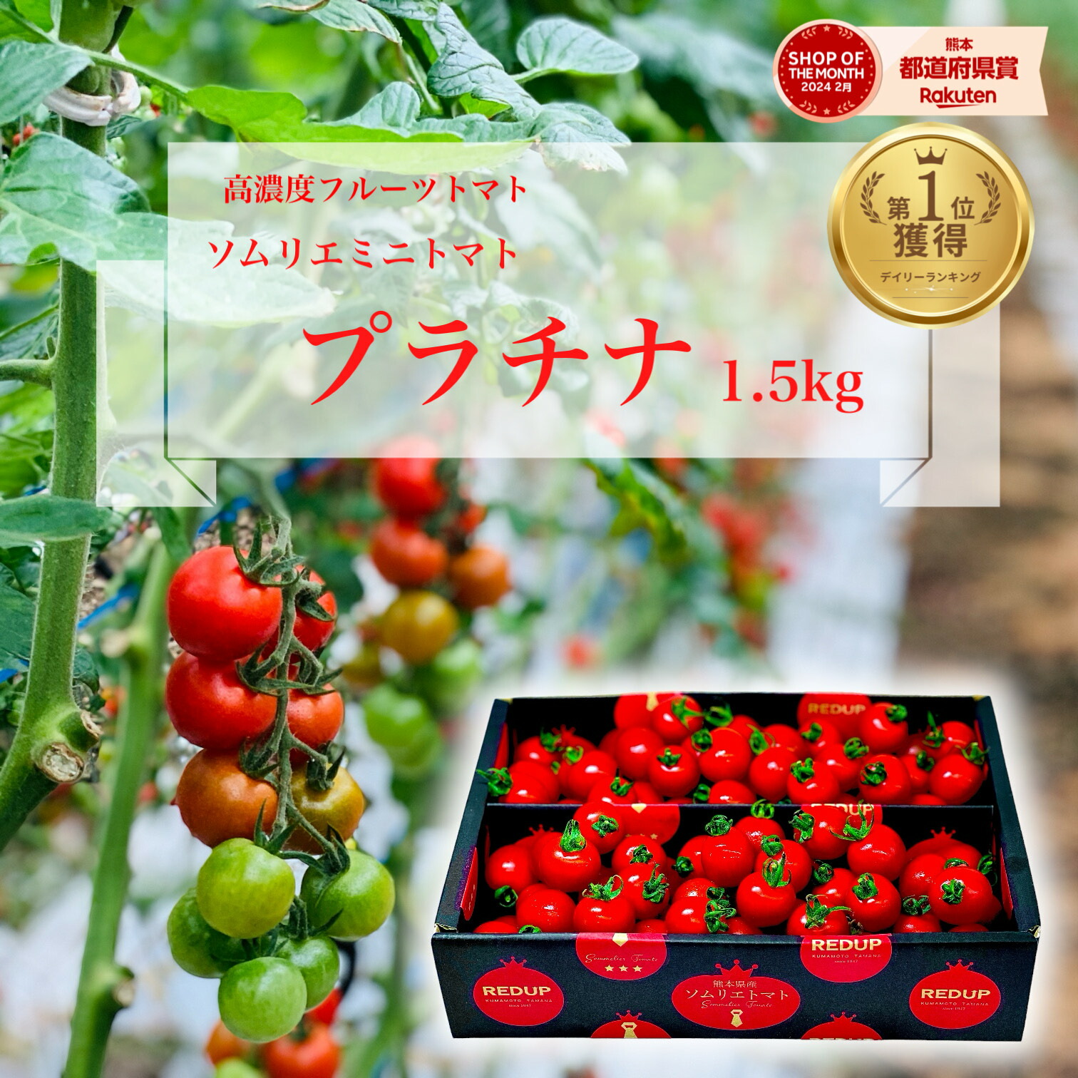 楽天市場】【 スーパーSALE 50％ off】 デイリーランキング １位獲得 とまと ミニトマト 送料無料 数量限定 【 塩トマト のような フルーツ トマト 】ソムリエミニトマト ダイヤ １．５ｋｇ トマトジュース 高糖度 プチトマト フルーツ プレゼント ギフト クリスマス ...