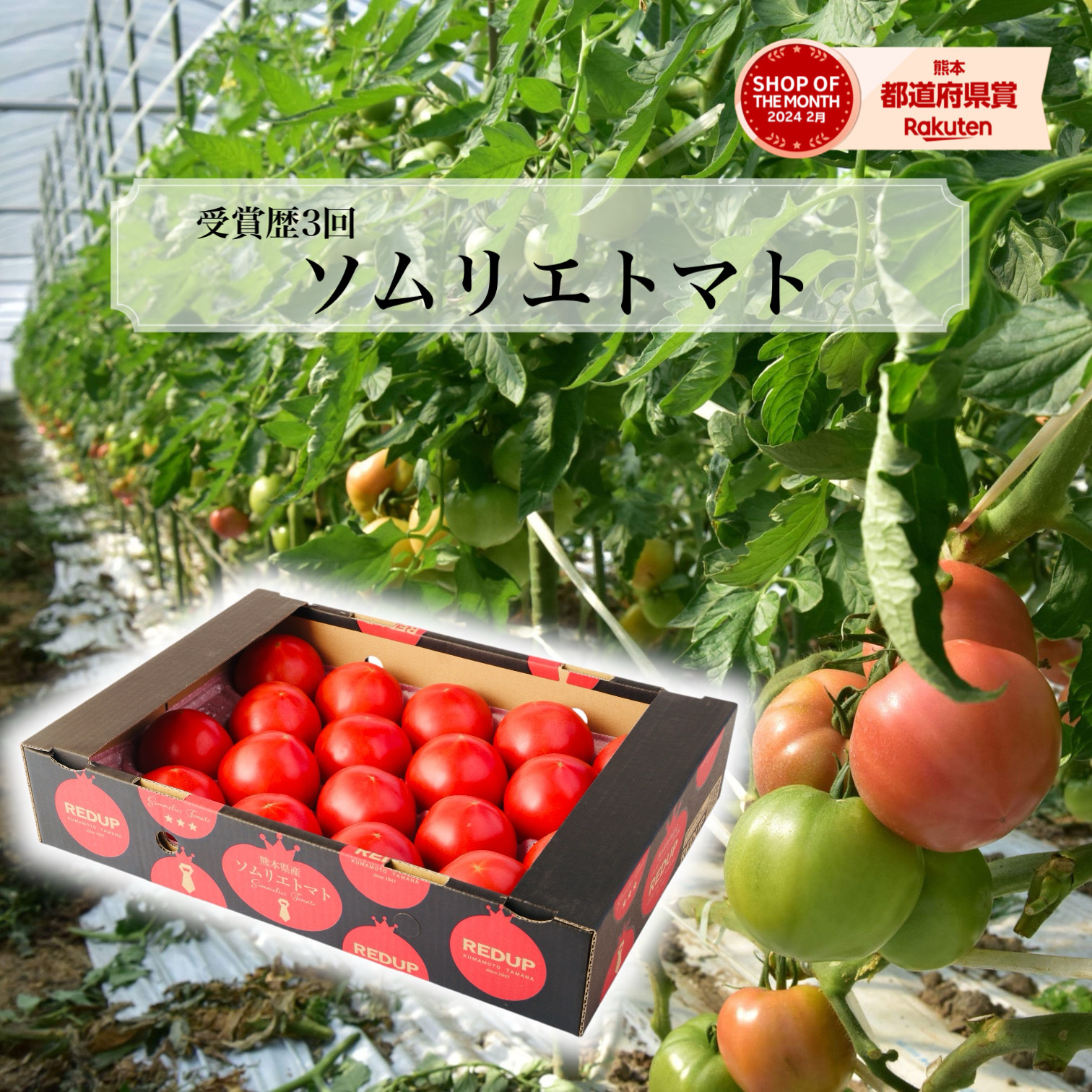 楽天市場】【予約1月末から順次発送】 とまと ミニトマト 送料無料