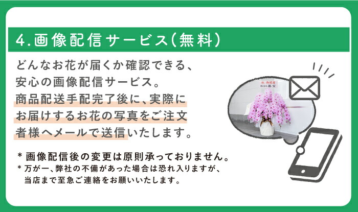 胡蝶蘭7本立ち大輪100輪以上送料無料ピンク母の日葵宝開店祝い昇進祝い誕生日長寿祝い還暦記念日慶弔お祝い贈り物当選祝いギフト農園直送ボリュームがあり花持ちが良い