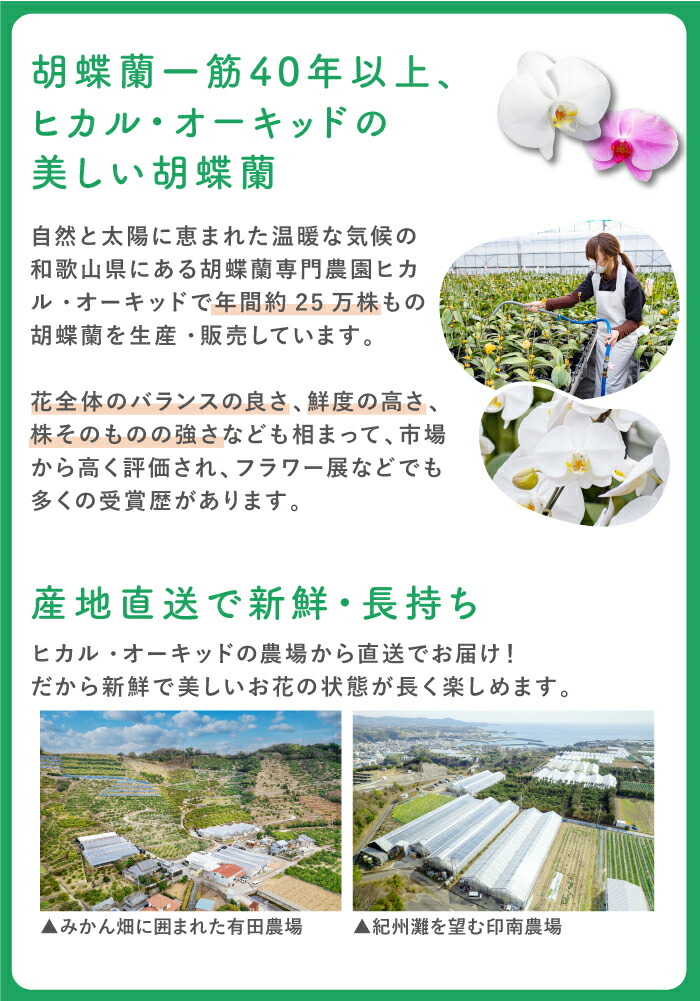 胡蝶蘭7本立ち大輪100輪以上送料無料ピンク母の日葵宝開店祝い昇進祝い誕生日長寿祝い還暦記念日慶弔お祝い贈り物当選祝いギフト農園直送ボリュームがあり花持ちが良い