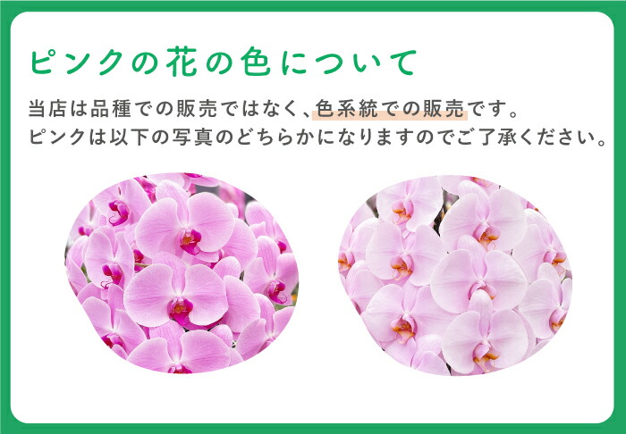 胡蝶蘭7本立ち大輪100輪以上送料無料ピンク母の日葵宝開店祝い昇進祝い誕生日長寿祝い還暦記念日慶弔お祝い贈り物当選祝いギフト農園直送ボリュームがあり花持ちが良い