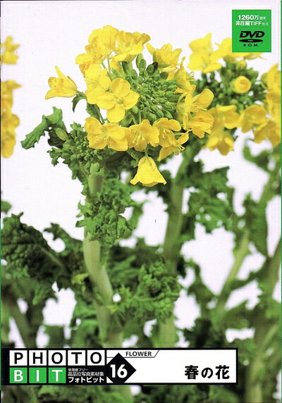 【中古】（新古品・未当て嵌める品） Photobit 16 春の花