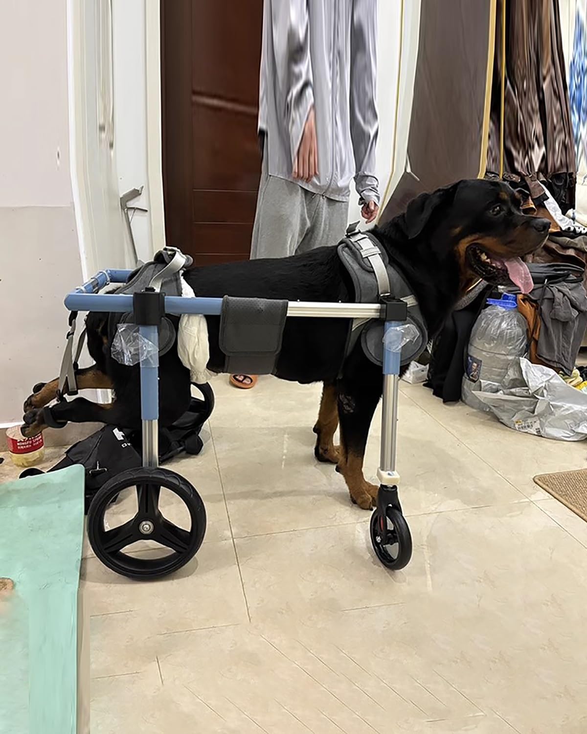 犬 車いす 4輪 小型 中 大型犬用 - ダックスフント猫ウサギの回復のための障害者ペットモビリティアシスタンスウォーカー｜H＆B JAPAN