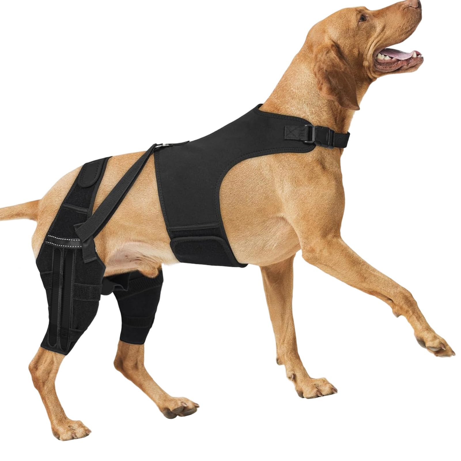 管理と怪我のための保護犬用レッグラップ 調節可能なレッグラップ 犬の背中を補強|H&B JAPAN