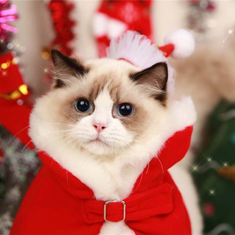 諜報員お召し ドッグウェア コスプレ クリスマス キャットウェア クリスマスマント サンタ服 喇叭属具 犬 猫 服 マント 衣服 聖ニコラス 衣類 犬の 服 仮装 めんこい 防寒 秋ウィンター ねんねこ 冬服 変身 犬用品 小型犬 パーカー ネコマント Afic Association Org 諜報員お召し ドッグウェア コスプレ クリスマス キャットウェア クリスマスマント サンタ服 喇叭属具 犬 猫 服 マント 衣服 聖ニコラス 衣類 犬の 服 仮装 めんこい 防寒 秋ウィンター ねんねこ 冬服 変身 犬用品 小型犬 パーカー ネコマント Afic Association Org