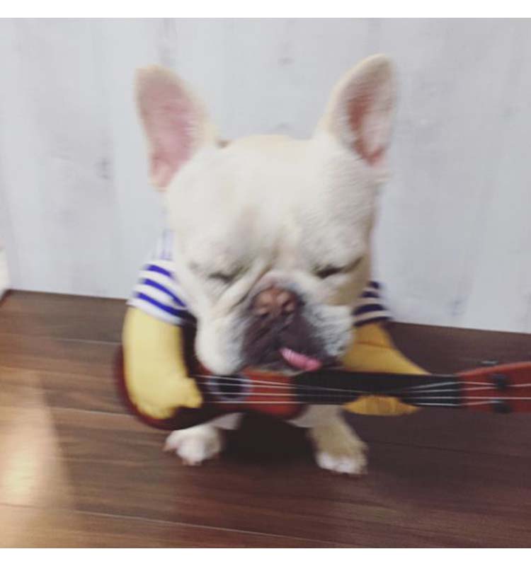 犬服 コスチューム コスプレ ペット用品 ギター パグ 犬 服 ブルドッグ 変身 着ぐるみ ドッグウエア 小型犬 秋服 2足歩行 犬パーカー 春服 冬服 超可愛い トレーナー 犬の服 ペットウエア 記念撮影 ハロウィン 仮装 Giosenglish Com