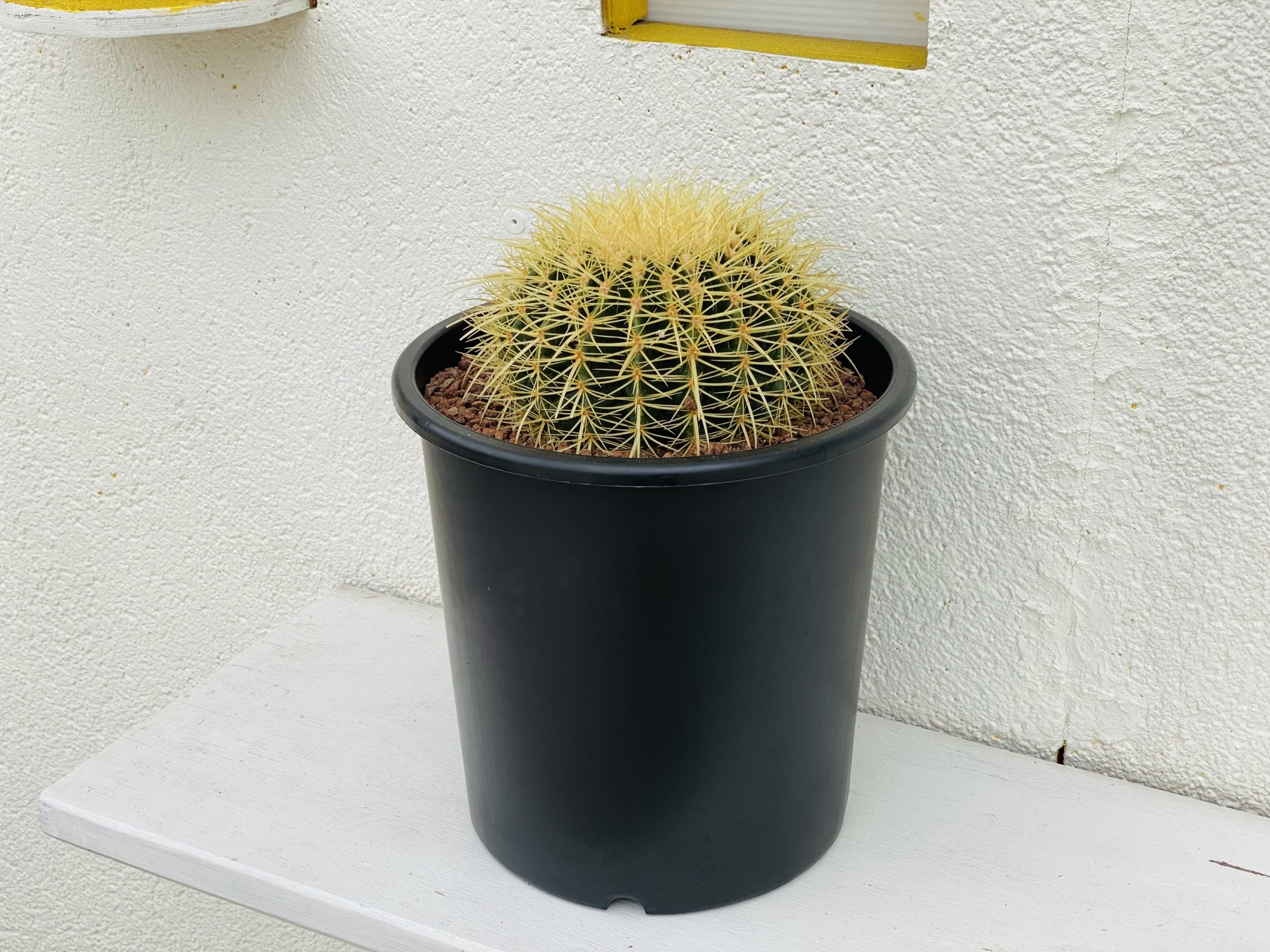 【現品】サボテン・キンシャチ　(金鯱 )　１５号　E8番 現品】サボテン・キンシャチ (金鯱 ) 15号 E8番(サボテン