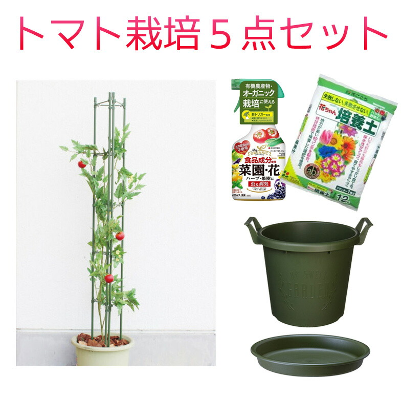 赤ナス作出す一揃え 琢磨地べた 突っ張 入れ物 受け皿 殺虫滅菌剤のセット 夏休み 不道徳書院 形造る Hotjobsafrica Org