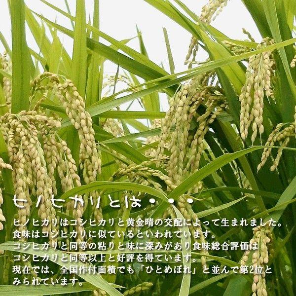 ヒノヒカリ（玄米30kg） 楽天市場】【数量限定】【令和6年】兵庫県産 ヒノヒカリ 30kg