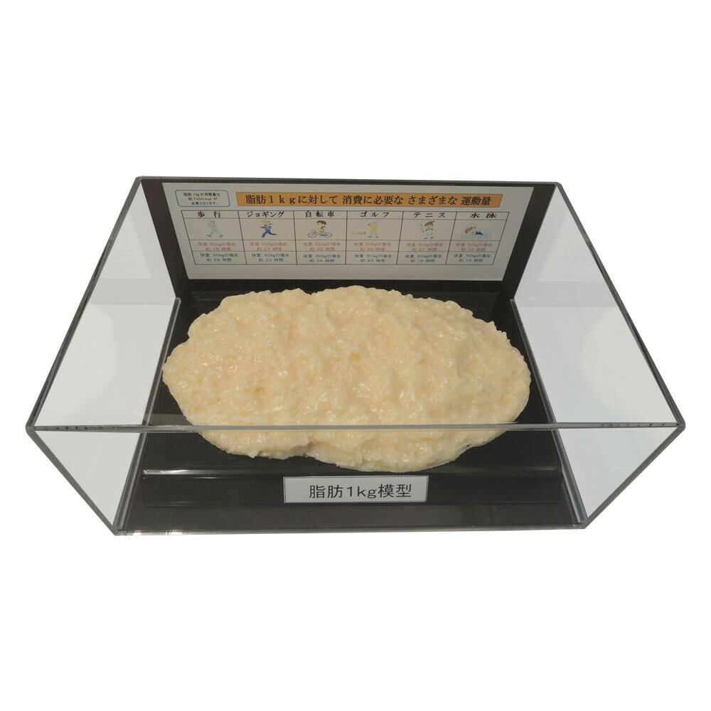 脂肪模型フィギュアケース入 1kg IP-978【メーカー直送：代金引換不可：同梱不可】【北海道・沖縄・離島は配達不可】