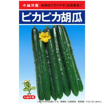 小林種苗 キュウリ種子 ピカピカ　3　20ml袋【メーカー直送：代金引換不可：同梱不可】【北海道・沖縄・離島は配達不可】