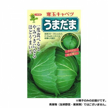 小林種苗 キャベツ種子 うまだま　41　2000粒【メーカー直送：代金引換不可：同梱不可】【北海道・沖縄・離島は配達不可】