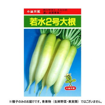 小林種苗 ダイコン種子 若水2号大根　40　2dl【メーカー直送：代金引換不可：同梱不可】【北海道・沖縄・離島は配達不可】
