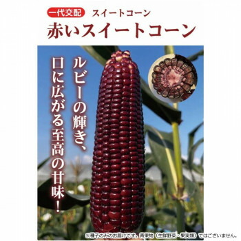 小林種苗 スイートコーン種子 赤いスイートコーン 　9608　2000粒【メーカー直送：代金引換不可：同梱不可】【北海道・沖縄・離島は配達不可】