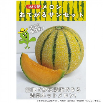 小林種苗 メロン種子 おてがるサンセット　9763　100粒【メーカー直送：代金引換不可：同梱不可】【北海道・沖縄・離島は配達不可】