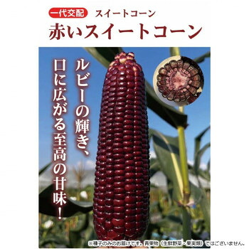 小林種苗 スイートコーン種子 赤いスイートコーン 　9608　2000粒【メーカー直送：代金引換不可：同梱不可】【北海道・沖縄・離島は配達不可】