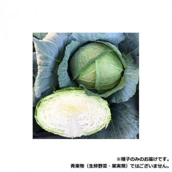 小林種苗 キャベツ種子 藍王　6600　20ml【メーカー直送：代金引換不可：同梱不可】【北海道・沖縄・離島は配達不可】