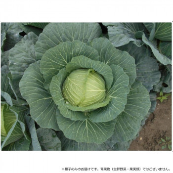 小林種苗 キャベツ種子 かがやき　6878　2000粒【メーカー直送：代金引換不可：同梱不可】【北海道・沖縄・離島は配達不可】