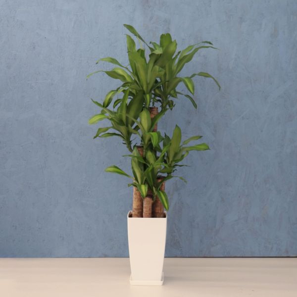 観葉植物 幸福の木 8寸角プラスチック メーカー直送観葉植物 mass08-005|ホームセンターグッデイ店