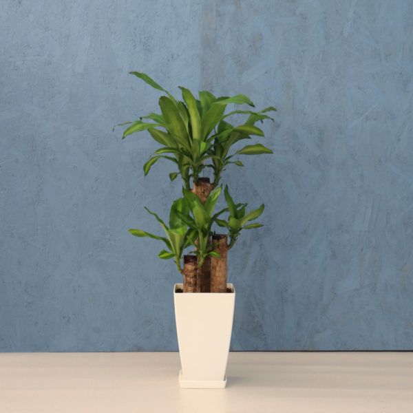 観葉植物 幸福の木 7寸角プラスチック メーカー直送観葉植物 mass07-003