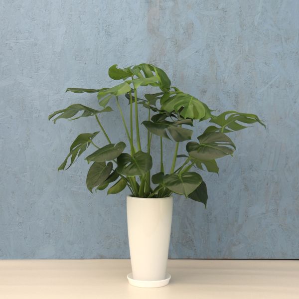 楽天市場】観葉植物【モンステラ属】姫モンステラ4号Sセメント鉢(GG35A