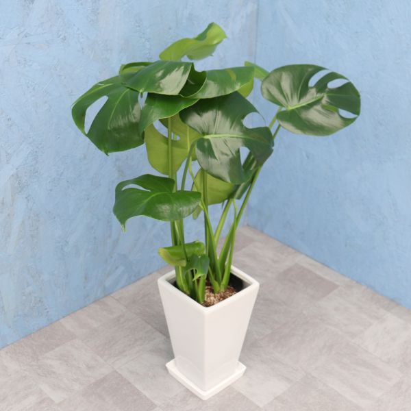 モンステラ 突然、葉に沢山穴があき始めた天津ラン・ホワイトモンスター