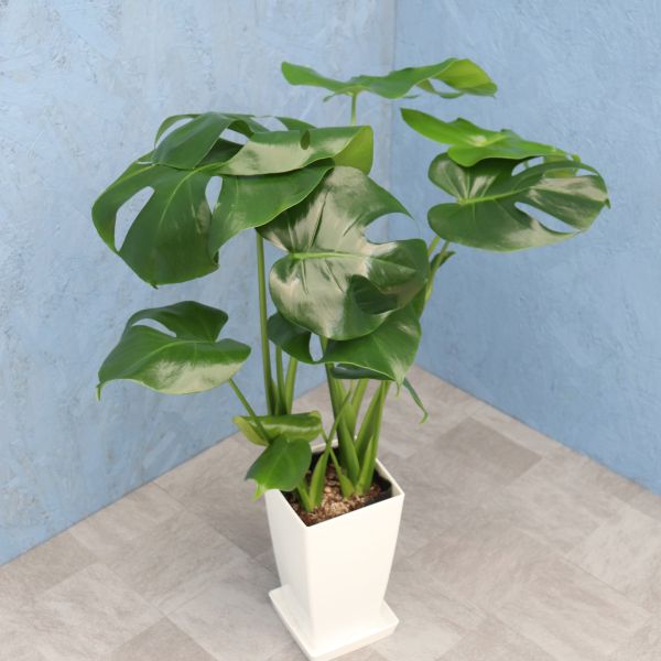 楽天市場】モンステラ 斑入り ボルシギアナ ホワイトタイガー観葉植物