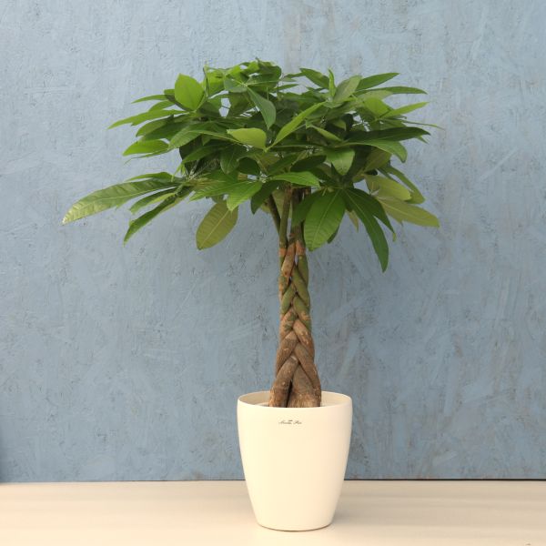 観葉植物 パキラ 7寸プラスチック (鉢カバー) メーカー直送観葉植物 pach07-008｜ホームセンターグッデイ店