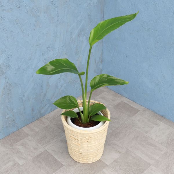 楽天市場】おしゃれ 観葉植物：オオタニワタリ ヘゴ板付 鉢カバー*麻布