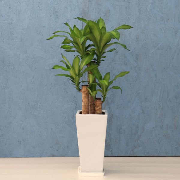 観葉植物 幸福の木 7寸角高陶器 鉢の色は選べる2色 白or黒 メーカー直送観葉植物 mass07