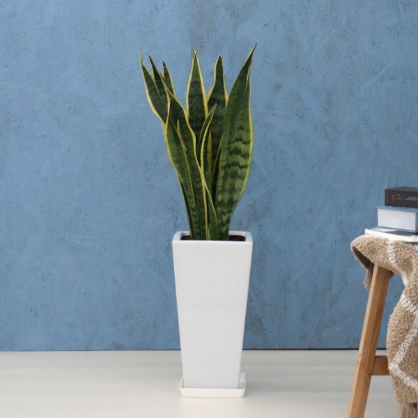 観葉植物 サンスベリア 7寸角高陶器 鉢の色は全2色 白/黒 メーカー直送観葉植物 sans07