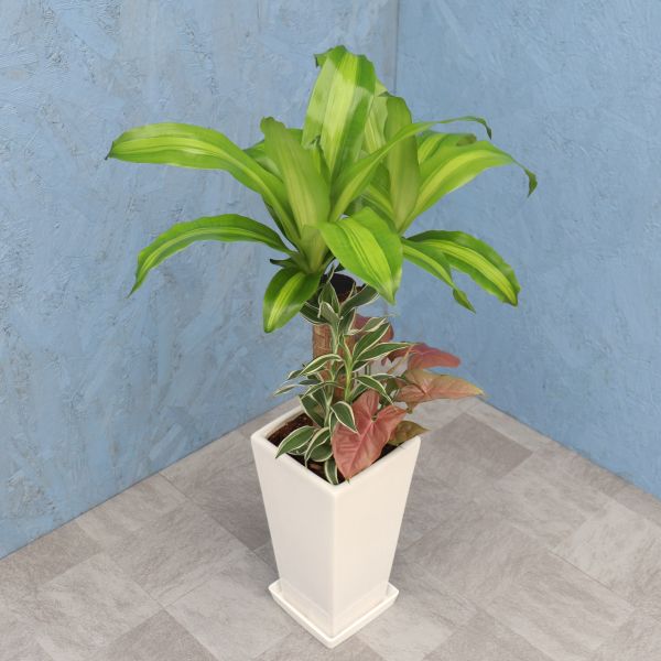 観葉植物 寄せ植え (幸福の木) 6寸角高陶器 鉢の色は全2色 白/黒 メーカー直送観葉植物 yosem06
