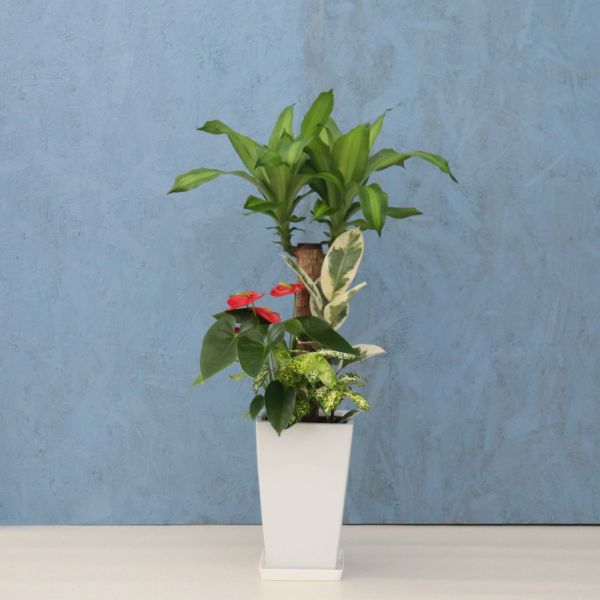 楽天市場】観葉植物 寄せ植え (幸福の木) 8寸角高陶器 鉢の色は