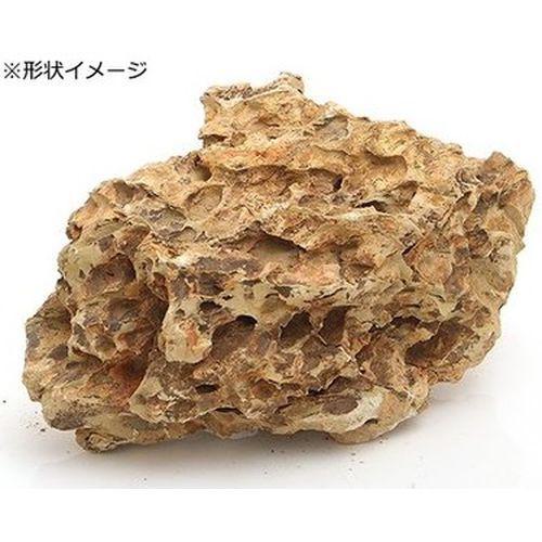 超ワイドモンキレンチ×北斗の拳|最強共同研究がここに現実化！