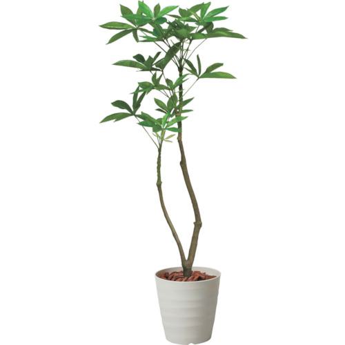 ■グリーンクロス 120cmパキラポット 全長125cm〔品番:6300029210〕【4102221:0】[送料別途見積り][法人・事業所限定][外直送][店頭受取不可]