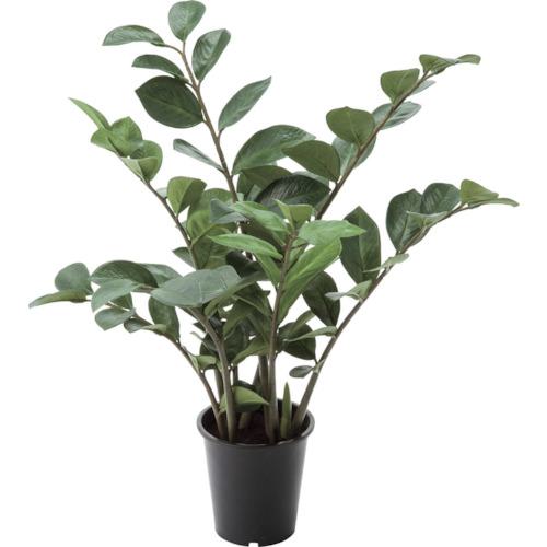 ■グリーンクロス ザミフォリアポット 全長57cm〔品番:6300029237〕【4108164:0】[送料別途見積り][法人・事業所限定][外直送][店頭受取不可]