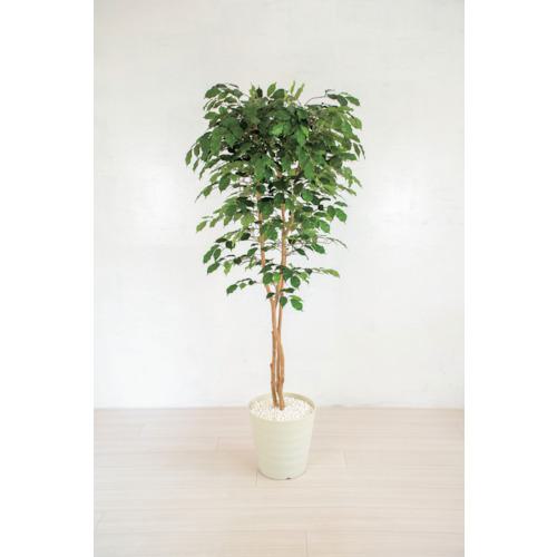 ■グリーンクロス 人工樹木/人工観葉植物 ベンジャミン〔品番:6300028763〕【4127782:0】[送料別途見積り][法人・事業所限定][外直送][店頭受取不可]