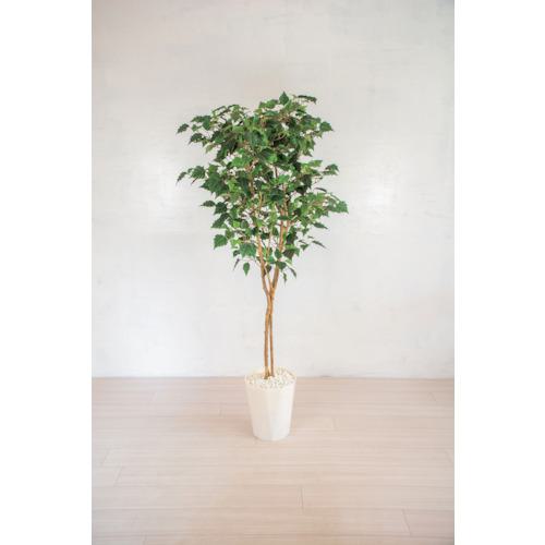 ■グリーンクロス 人工樹木/人工観葉植物 バーチ〔品番:6300028789〕【4127783:0】[送料別途見積り][法人・事業所限定][外直送][店頭受取不可]｜ホームセンターバロー　店