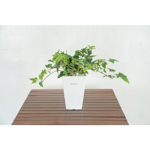 ■グリーンクロス 人工樹木/人工観葉植物 アイビー〔品番:6300028775〕【4127784:0】[送料別途見積り][法人・事業所限定][外直送][店頭受取不可]｜ホームセンターバロー　店