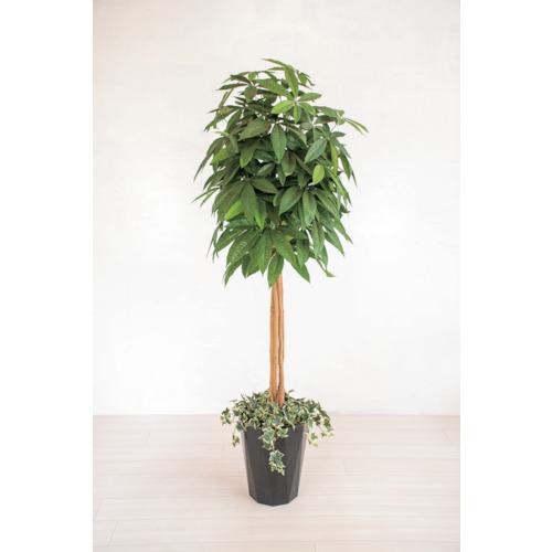 ■グリーンクロス 人工樹木/人工観葉植物 パキラ〔品番:6300028782〕【4127785:0】[送料別途見積り][法人・事業所限定][外直送][店頭受取不可]