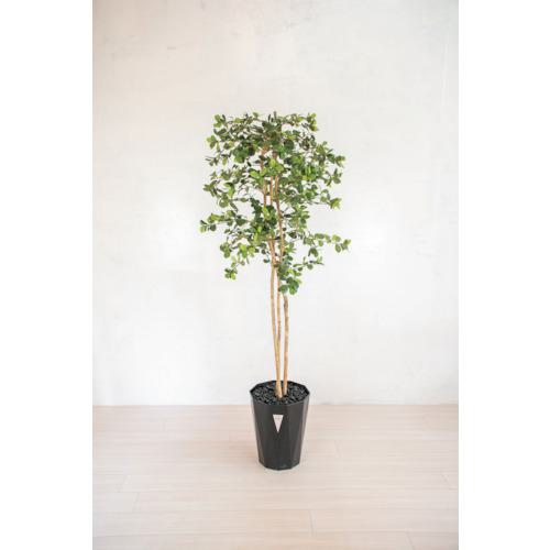 ■グリーンクロス 人工樹木/人工観葉植物 ガジュマル〔品番:6300028781〕【4127788:0】[送料別途見積り][法人・事業所限定][外直送][店頭受取不可]