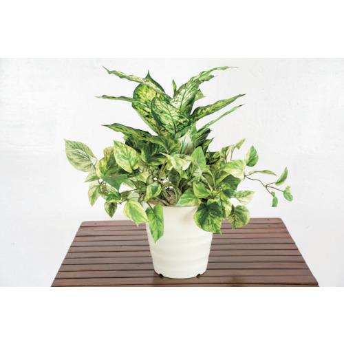 超ワイドモンキレンチ×北斗の拳|最強二人三脚がここに具体化！ 植木鉢・プランター-ガーデニング・農業-花・ガーデン・DIY