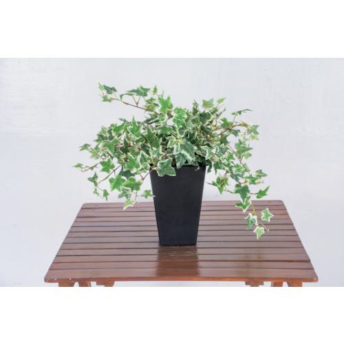 ■グリーンクロス 人工樹木/人工観葉植物 オランダアイビー〔品番:6300028777〕【4127796:0】[送料別途見積り][法人・事業所限定][外直送][店頭受取不可]