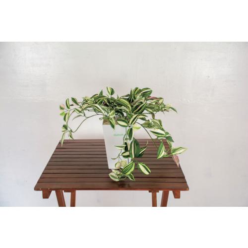 ■グリーンクロス 人工樹木/人工観葉植物 ワンダーリング〔品番:6300028772〕【4127799:0】[送料別途見積り][法人・事業所限定][外直送][店頭受取不可]