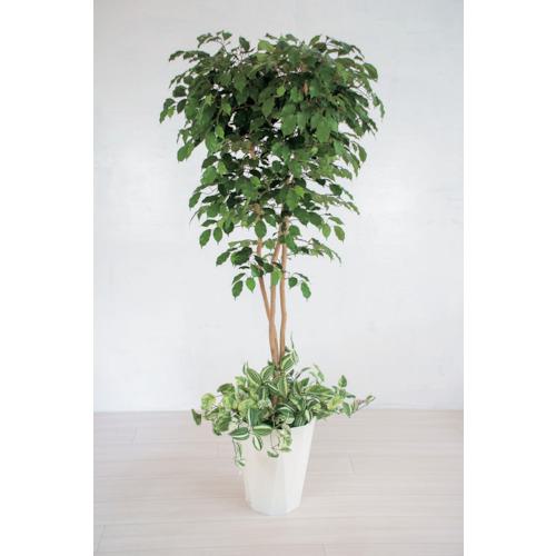 ■グリーンクロス 人工樹木/人工観葉植物 ベンジャミン寄植〔品番:6300028761〕【4127802:0】[送料別途見積り][法人・事業所限定][外直送][店頭受取不可]