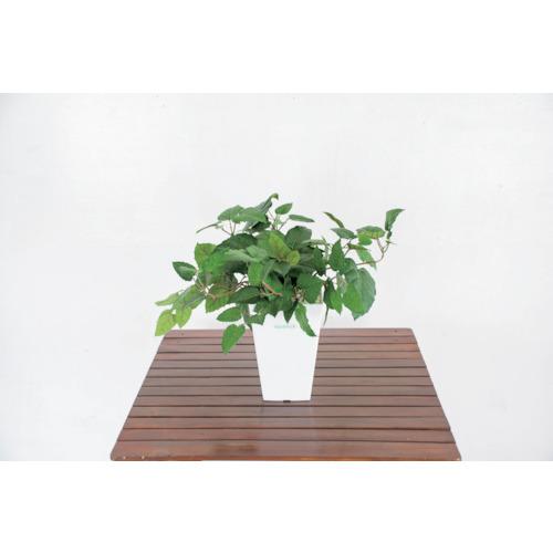 ■グリーンクロス 人工樹木/人工観葉植物 ブドウ〔品番:6300028773〕【4127807:0】[送料別途見積り][法人・事業所限定][外直送][店頭受取不可]