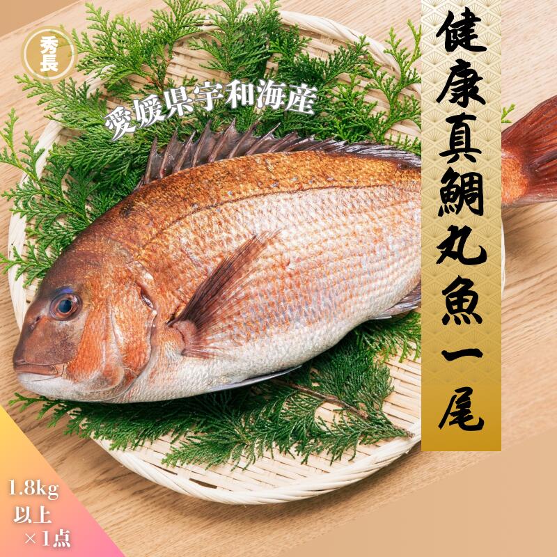 健康真鯛丸魚一尾|愛媛県産　宇和海産　鯛　お祝い　パーティ　ブランド魚　豪華　秀長水産　宇和島【お歳暮　ご贈答】プレゼント　贈り物