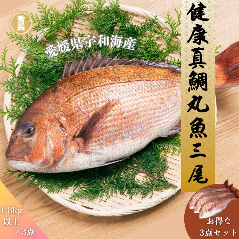 健康真鯛丸魚三尾|愛媛県産　宇和海産　鯛　お祝い　パーティ　ブランド魚　豪華　秀長水産　宇和島【お中元　お歳暮　ご贈答】プレゼント　贈り物　塩焼き　煮付け　刺身　鯛めし　ムニエル　炊き込みご飯